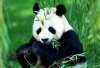 九寨沟、黄龙、都江堰/熊猫基地 真纯玩3日游（0购物，真正的纯玩团）